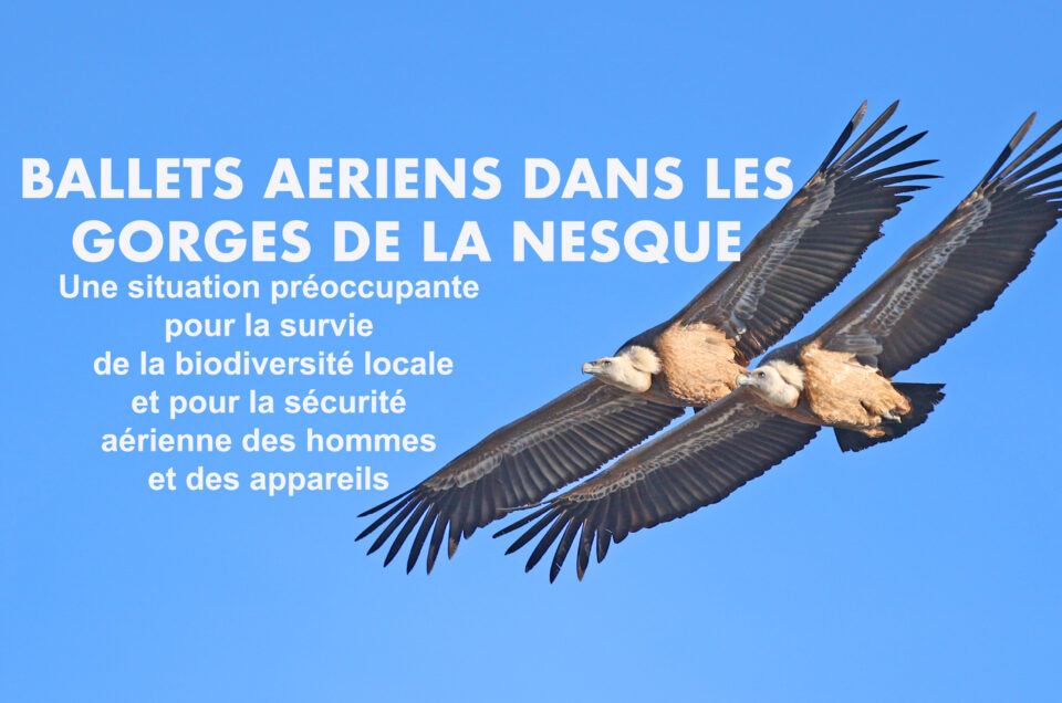 Les vautours fauves du PNR Ventoux… dans les gorges de la Nesque