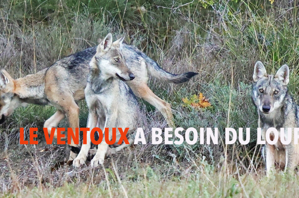 Le Ventoux a besoin du loup…