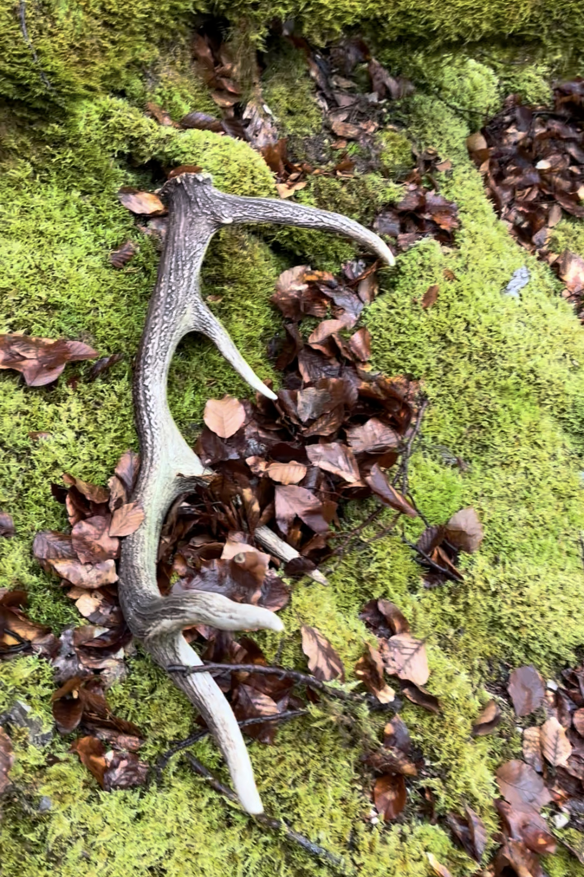 Bois de cervidé découvert sur la mousse en forêt