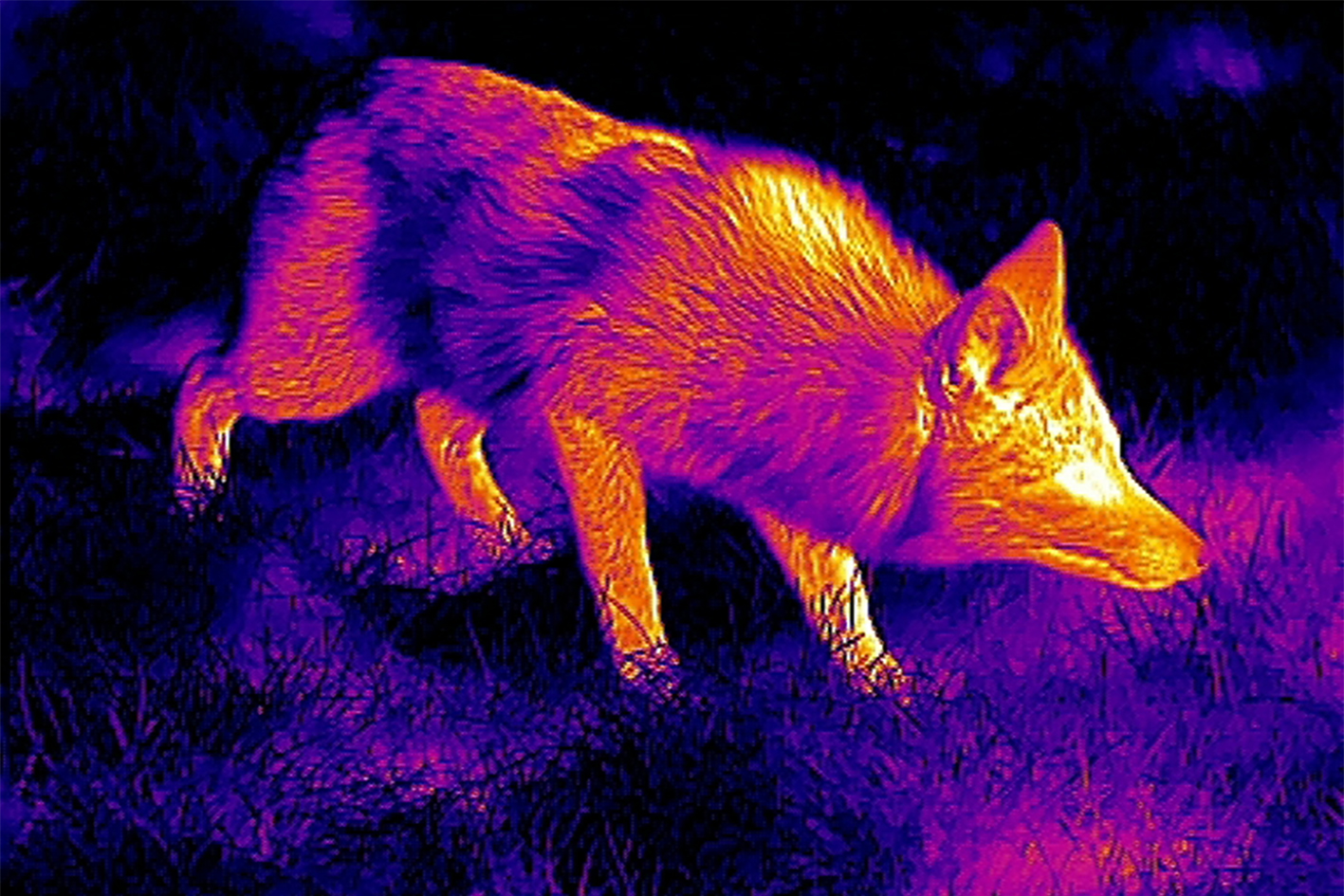 Renard observé de nuit à la caméra thermique, stage nocturne avec Nicolas Ughetto