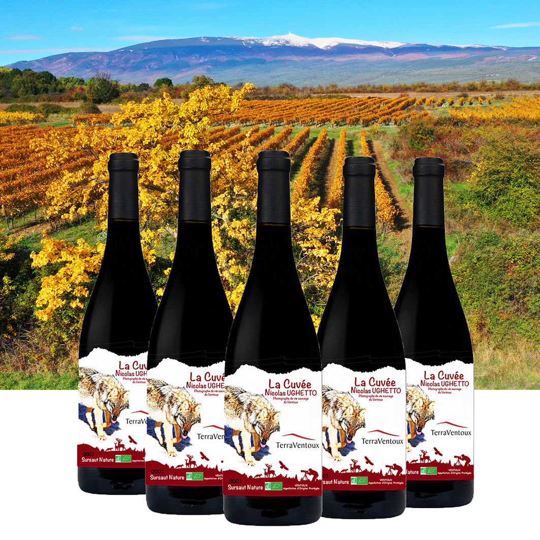 La Cuvée Nicolas Ughetto dans les vignes du Ventoux