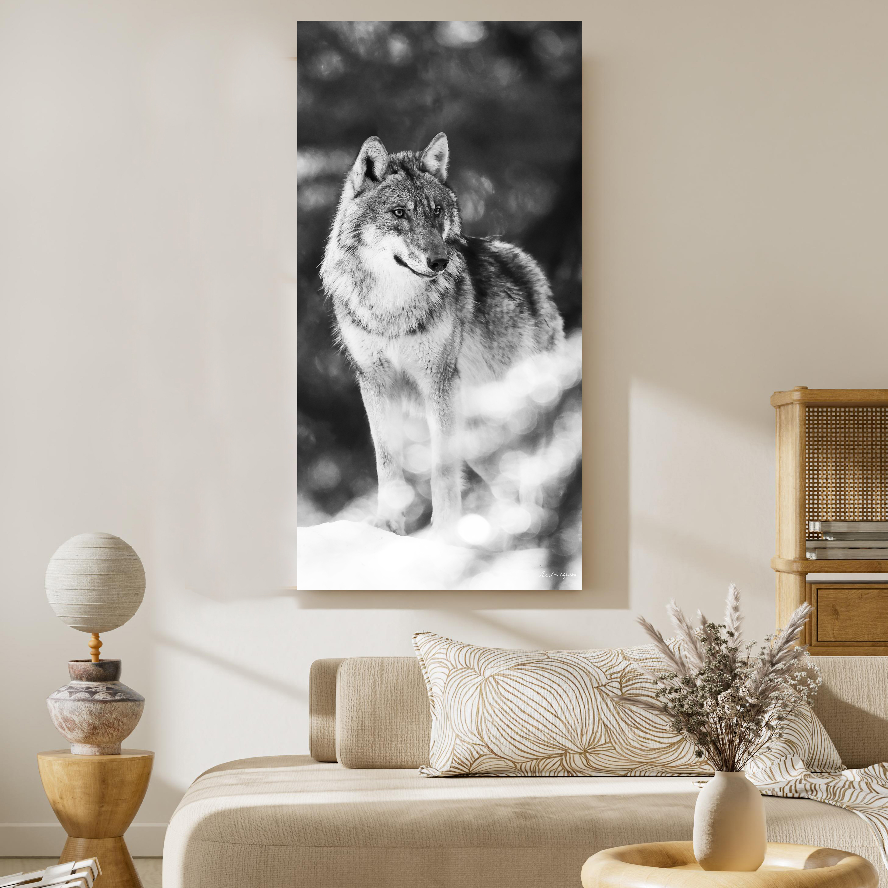 Photographie de loup du Mont Ventoux