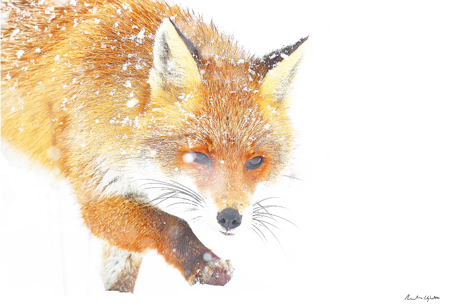 Renard photographié par Nicolas Ughetto dans le Mont Ventoux