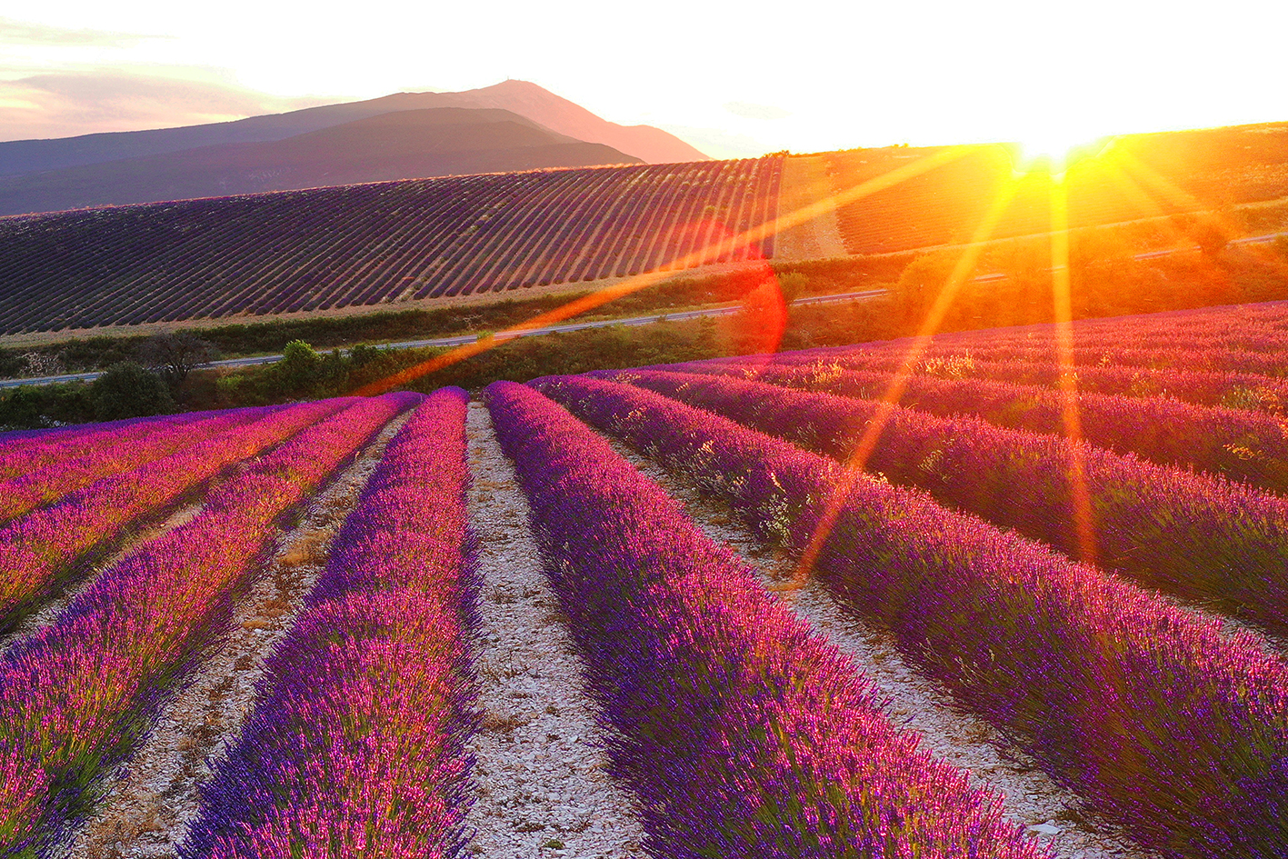 Lavandes au coucher du soleil face au Mont Ventoux, photographie de Nicolas Ughetto