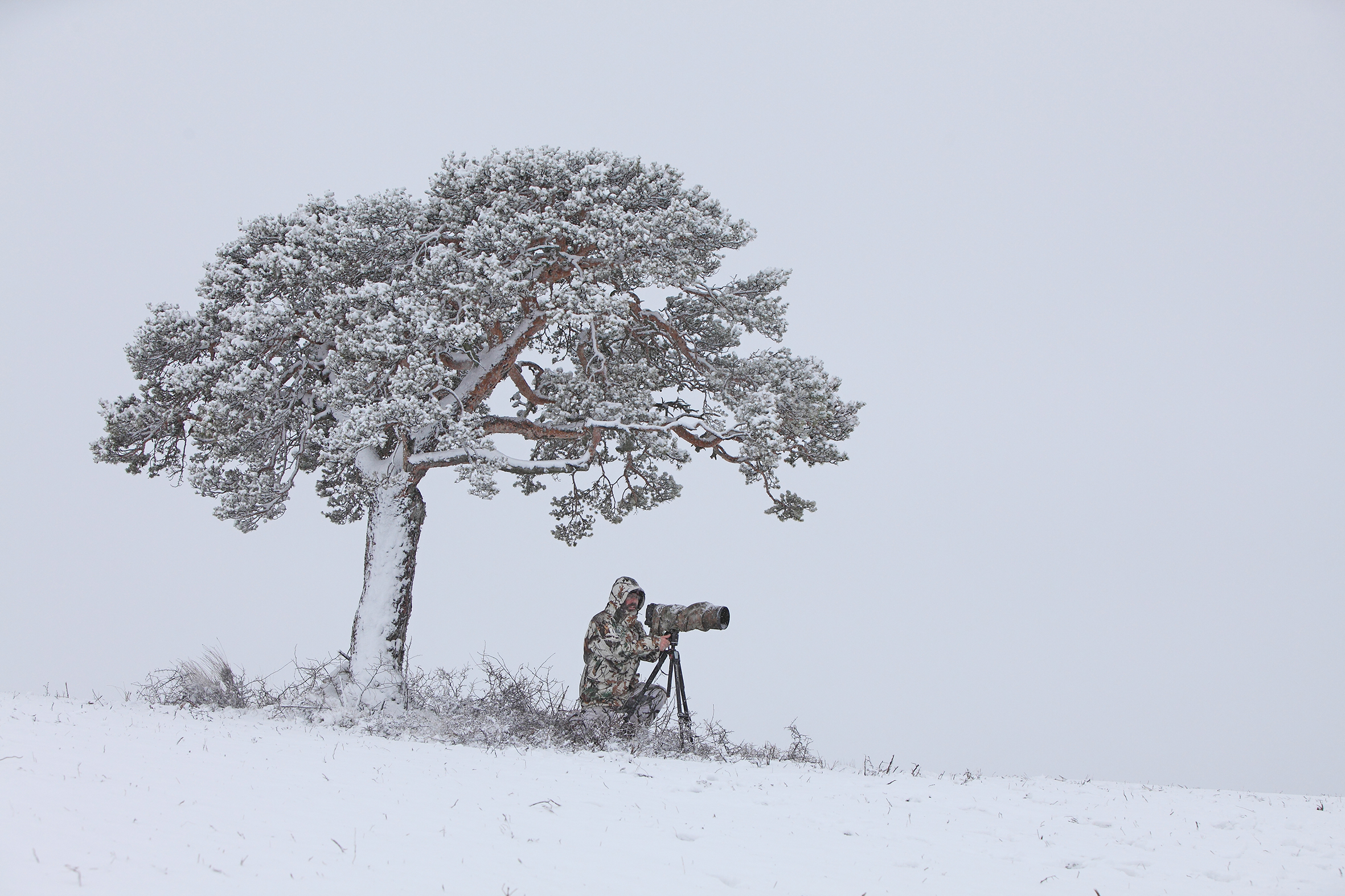 Nicolas Ughetto, photographe animalier sur le Mont Ventoux enneigé
