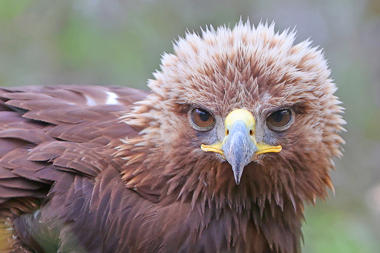 Portrait d'un rapace, stage de photographie animalière avec Nicolas Ughetto