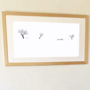 Tirage d'art   de 50 par 100 cm  Trois amandiers drapés de blanc