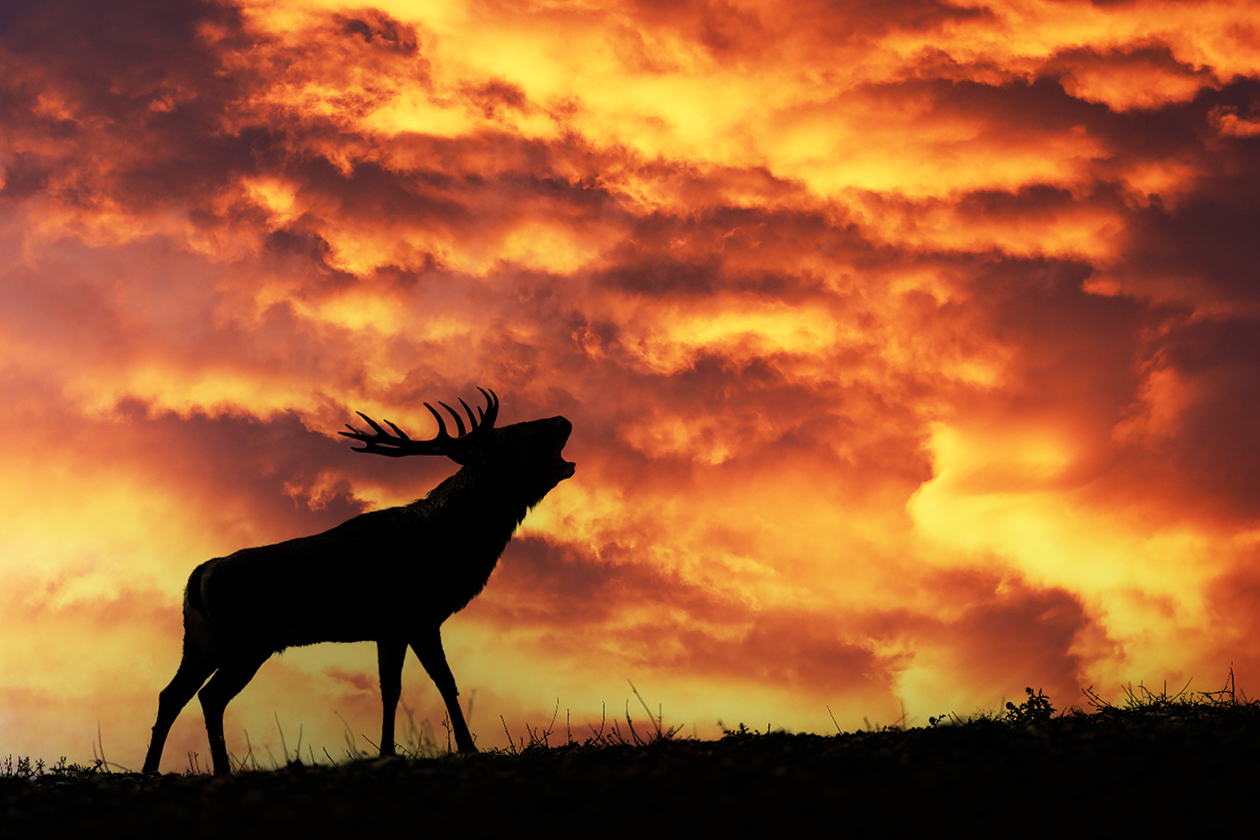 Cerf bramant en silhouette devant un ciel flamboyant, photographie de Nicolas Ughetto