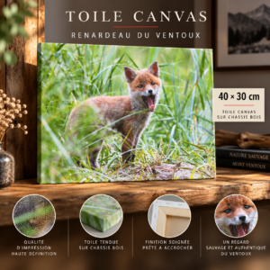 renard sur Toile de 40 par 30